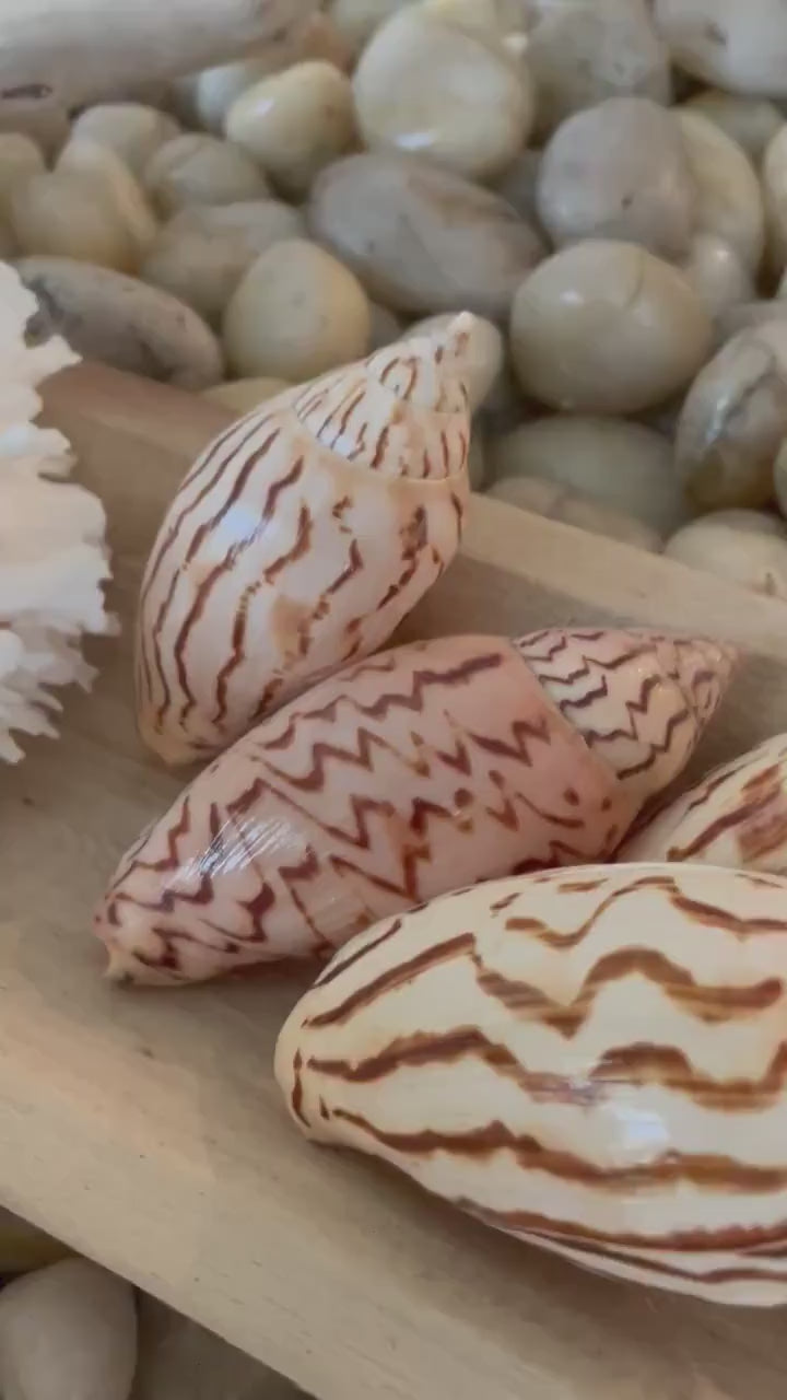 STRIPED FLAG VOLUTE 3-4" *Set of 3* Natural Beige Brown Patterned Display Seashells Beach Décor Loroisi