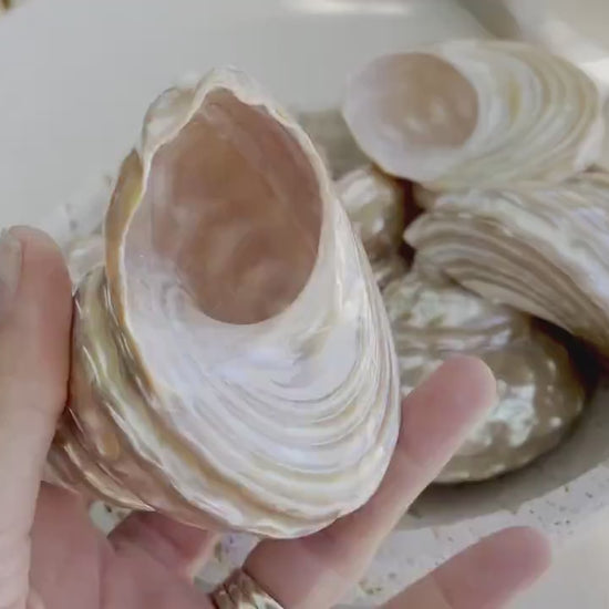 PEARL WAVY TROCHUS Shells *You Choose Size* Natural  Irredescent Silver Pyramid Top Display Seashell Home Beach Coastal Décor