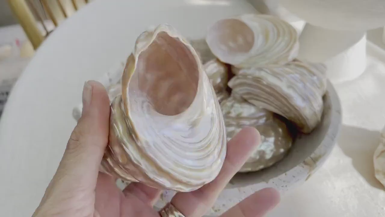 PEARL WAVY TROCHUS Shells *You Choose Size* Natural  Irredescent Silver Pyramid Top Display Seashell Home Beach Coastal Décor