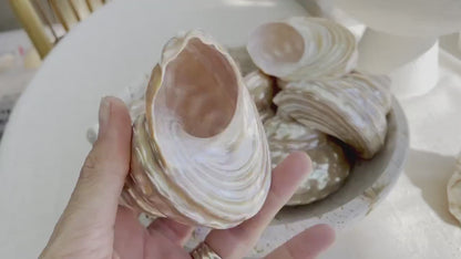 PEARL WAVY TROCHUS Shells *You Choose Size* Natural  Irredescent Silver Pyramid Top Display Seashell Home Beach Coastal Décor