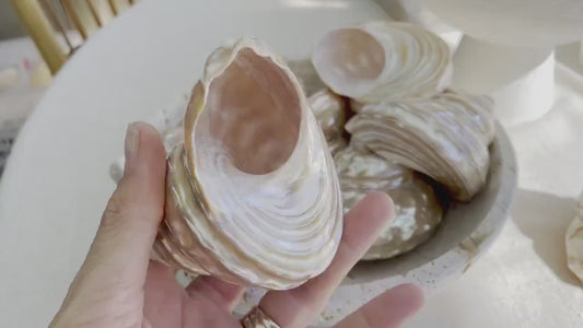 PEARL WAVY TROCHUS Shells *You Choose Size* Natural  Irredescent Silver Pyramid Top Display Seashell Home Beach Coastal Décor