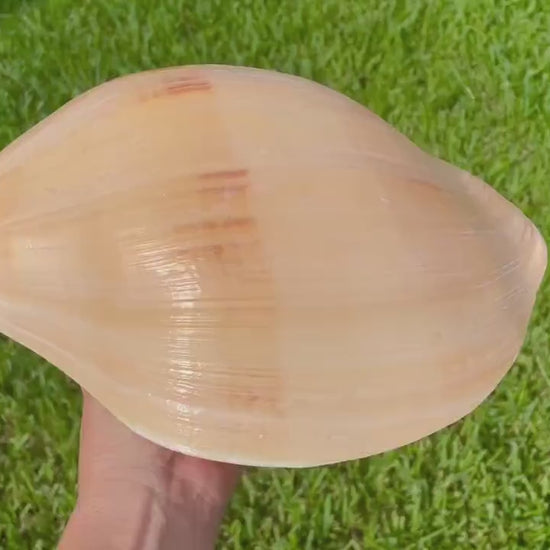 INDIAN MELON SHELLS Huge 10-11" Seashell Coastal Airplant Holder Planter Beach Décor Peach Pink Massive Melo Volute