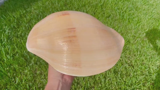 INDIAN MELON SHELLS Huge 10-11" Seashell Coastal Airplant Holder Planter Beach Décor Peach Pink Massive Melo Volute