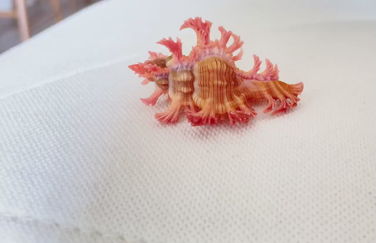 MUREX ACULEATUS Shell *All Sizes* Rare Natural Pink Pendant Display Real Seashell Collectors Coastal Décor Home Beach Nautical