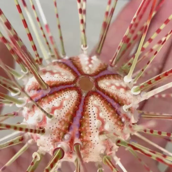 100% Natural From Ocean ,Very Rare Colorful Deep Water Sea Urchin w/Spines COELOPLEURUS MAILARDII