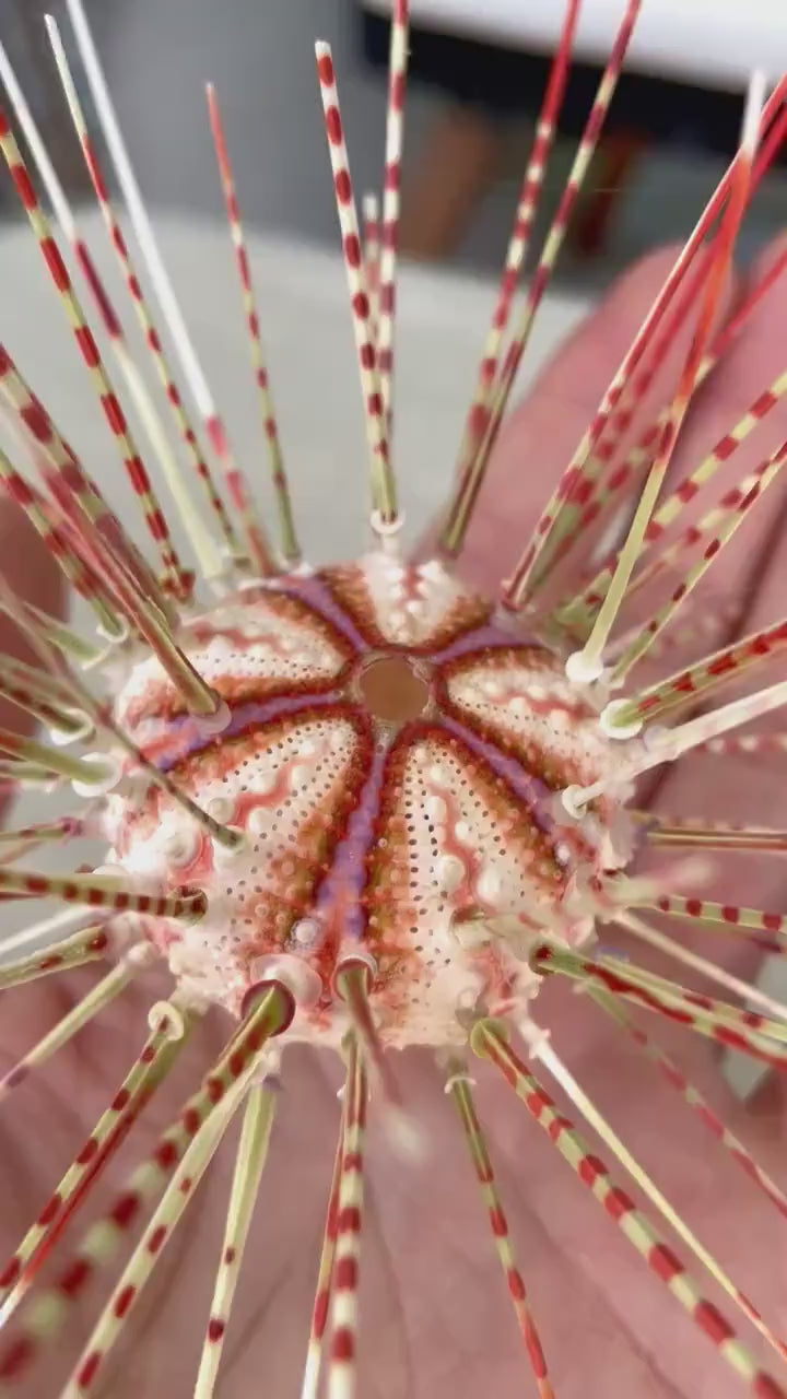100% Natural From Ocean ,Very Rare Colorful Deep Water Sea Urchin w/Spines COELOPLEURUS MAILARDII