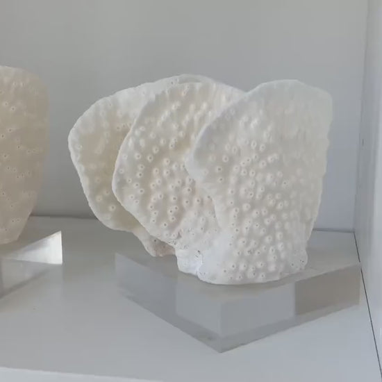 Set of 3 Mounted BLACK CUP CORAL Specimen Sculptures 100% Genuine Clear Lucite Display Base Decorative Coastal Beach Home Décor Gift White