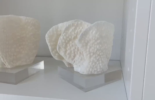 Set of 3 Mounted BLACK CUP CORAL Specimen Sculptures 100% Genuine Clear Lucite Display Base Decorative Coastal Beach Home Décor Gift White