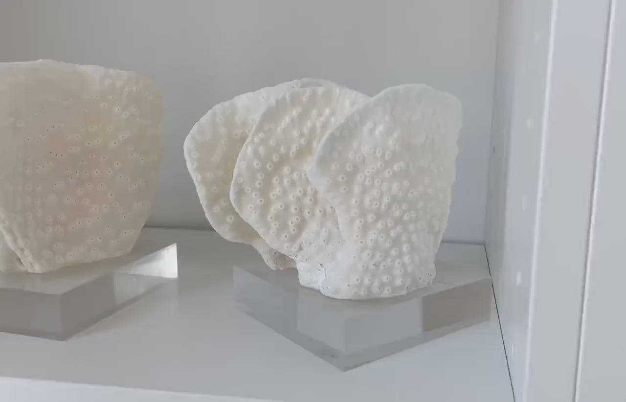 Set of 3 Mounted BLACK CUP CORAL Specimen Sculptures 100% Genuine Clear Lucite Display Base Decorative Coastal Beach Home Décor Gift White