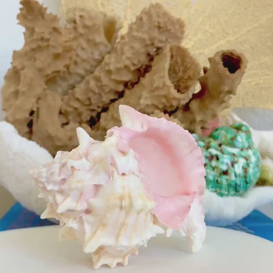 PINK MUREX CONCH Shell 4-5" Natural Color White Display Seashell Coastal Beach Home Décor