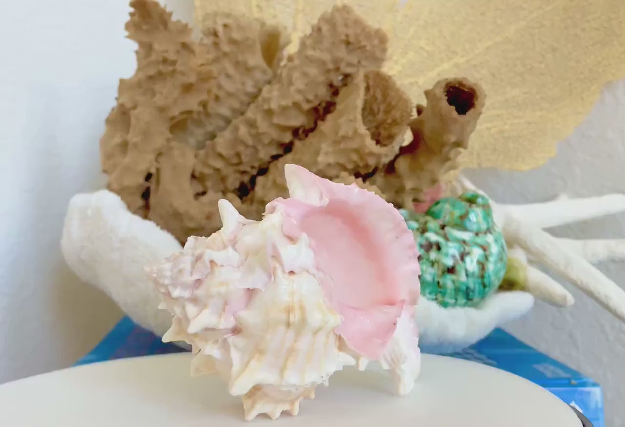 PINK MUREX CONCH Shell 4-5" Natural Color White Display Seashell Coastal Beach Home Décor