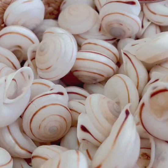 OBBA BIGONIA SHELLS * You Choose Quantity* 1.25" Natural White Brown Striped Small Craft Seashell Land Snail