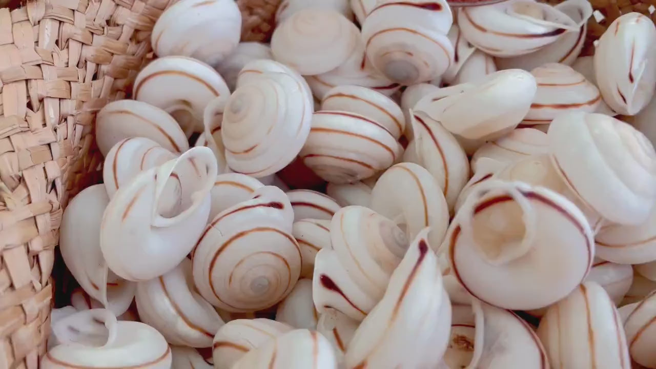 OBBA BIGONIA SHELLS * You Choose Quantity* 1.25" Natural White Brown Striped Small Craft Seashell Land Snail