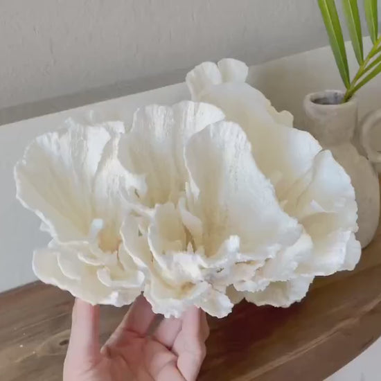POCA CORAL All Sizes Authentic Natural Real Sea Fossil White Coastal Décor Ocean Beach House Organic Sustainable Nature Art Aquarium