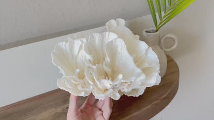 POCA CORAL All Sizes Authentic Natural Real Sea Fossil White Coastal Décor Ocean Beach House Organic Sustainable Nature Art Aquarium