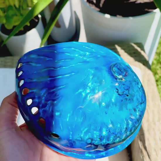 BLUE ABALONE SHELL Huge 5.5-6" X-Large High Gloss Polished Display Seashell Midas Iridescent Sage Dish