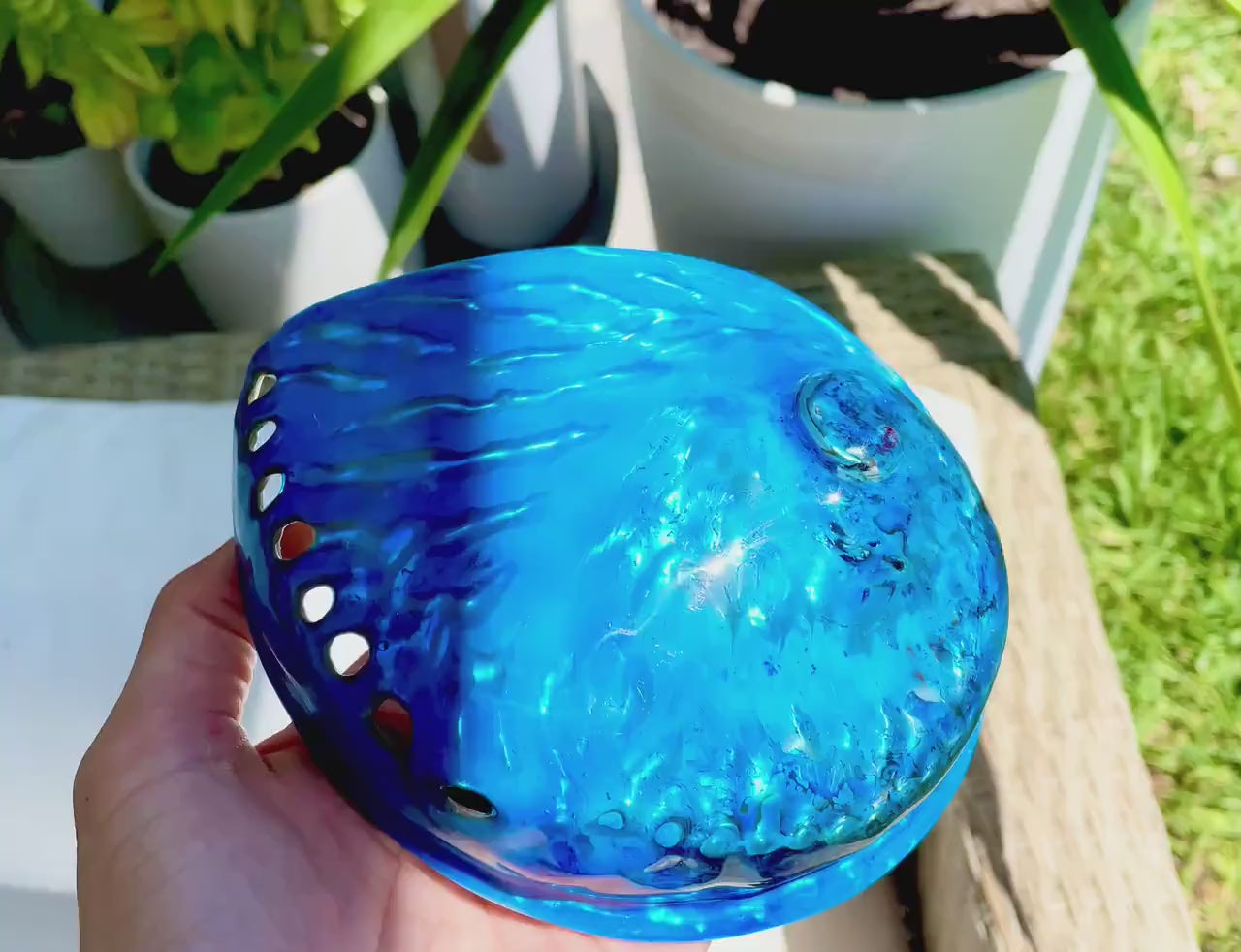 BLUE ABALONE SHELL Huge 5.5-6" X-Large High Gloss Polished Display Seashell Midas Iridescent Sage Dish