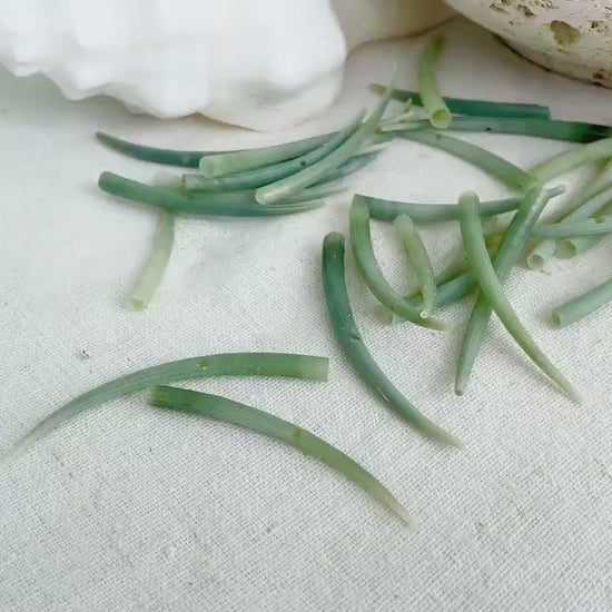 TUSK DENTALIUM Shells * You Choose Quantity* 2-3" Natural Seafoam Green Small Craft Seashell Coastal Home Beach Décor