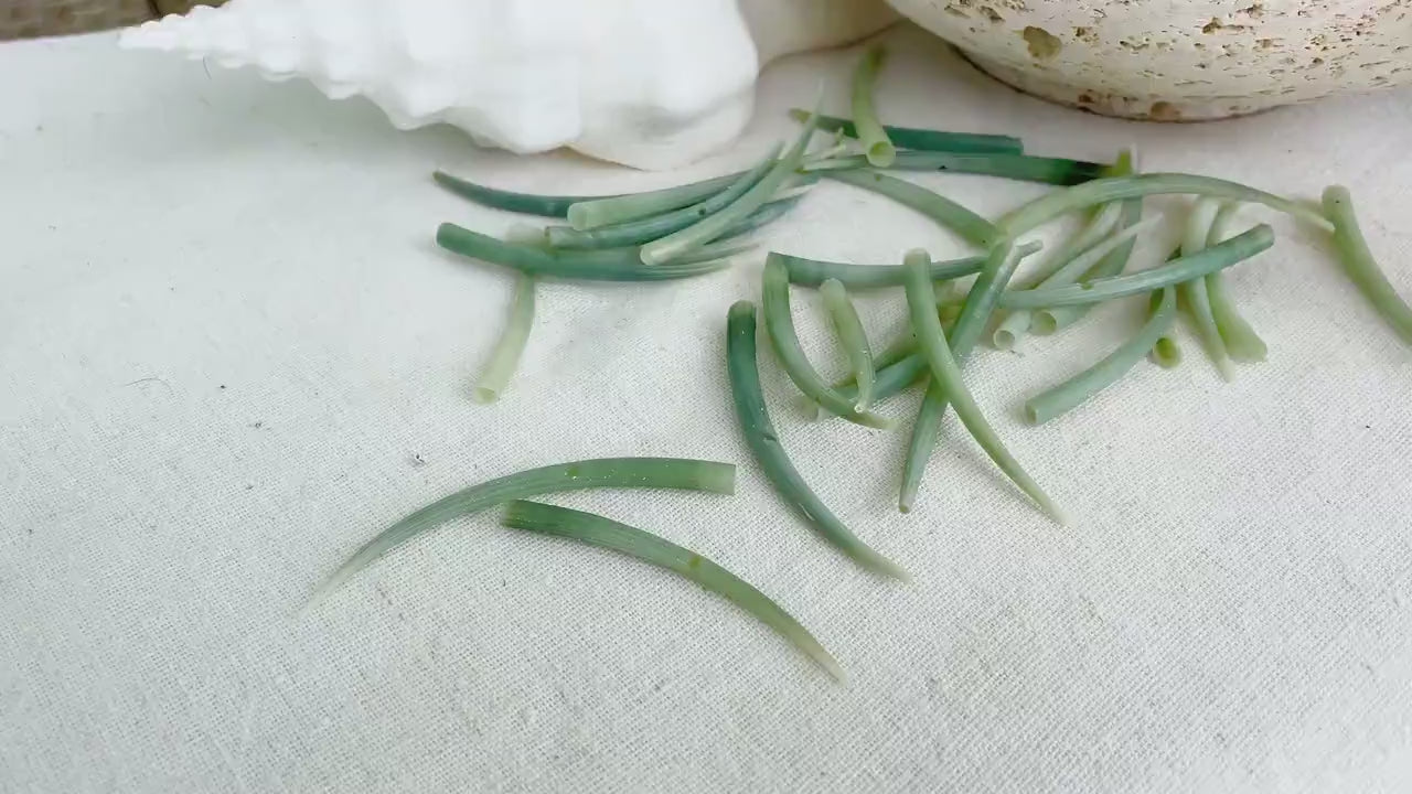 TUSK DENTALIUM Shells * You Choose Quantity* 2-3" Natural Seafoam Green Small Craft Seashell Coastal Home Beach Décor