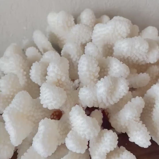 CLUSTER Coral White All Sizes Authentic Natural Real Sea Fossil Coastal Décor Ocean Beach House Organic Sustainable Nature Art Aquarium