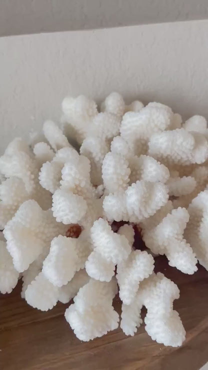 CLUSTER Coral White All Sizes Authentic Natural Real Sea Fossil Coastal Décor Ocean Beach House Organic Sustainable Nature Art Aquarium