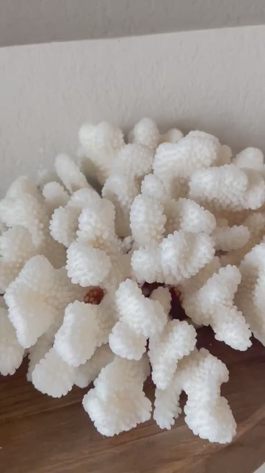 CLUSTER Coral White All Sizes Authentic Natural Real Sea Fossil Coastal Décor Ocean Beach House Organic Sustainable Nature Art Aquarium