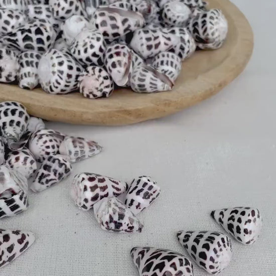 HEBREW CONE Shells *You Choose Quantity* .75-1.25" Natural Black White Spotted Small Craft Seashells Conus Ebraeus Coastal Beach Home Decor