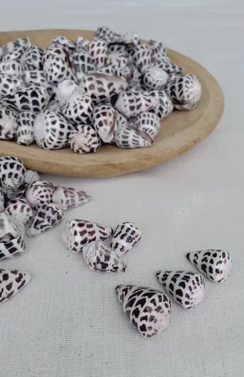 HEBREW CONE Shells *You Choose Quantity* .75-1.25" Natural Black White Spotted Small Craft Seashells Conus Ebraeus Coastal Beach Home Decor