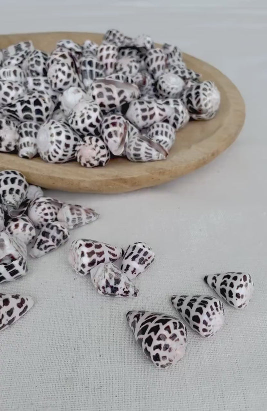 HEBREW CONE Shells *You Choose Quantity* .75-1.25" Natural Black White Spotted Small Craft Seashells Conus Ebraeus Coastal Beach Home Decor