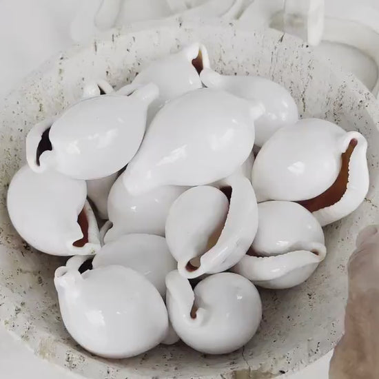 WHITE EGG COWRIE Shells *All Sizes* Ovula Display Craft Seashell Coastal Beach Home Décor