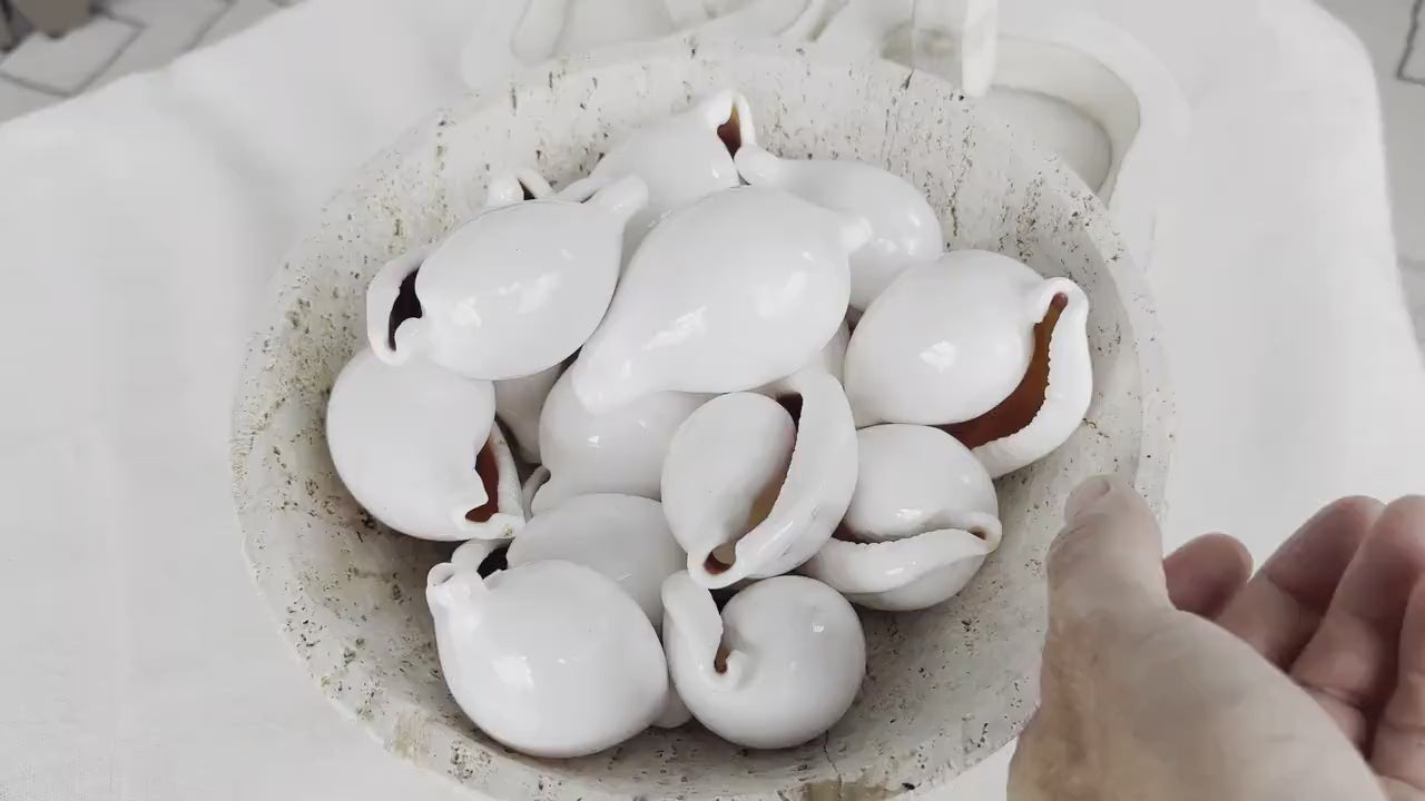 WHITE EGG COWRIE Shells *All Sizes* Ovula Display Craft Seashell Coastal Beach Home Décor
