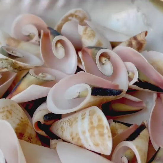 PINK LILY CUT Shells 1.25"-1.75" Long *You Choose Quantity* Slices Craft Seashells