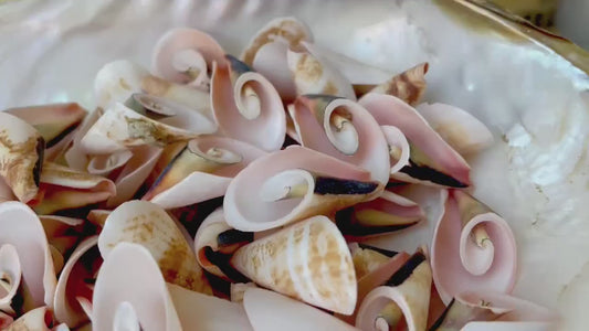 PINK LILY CUT Shells 1.25"-1.75" Long *You Choose Quantity* Slices Craft Seashells