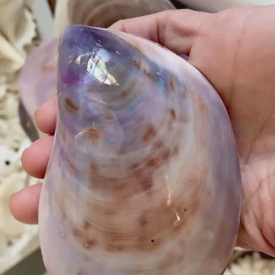 Purple Polished Oyster Pair LARGE 4-6", You Choose Size, Shell Seashell Coastal Crafts