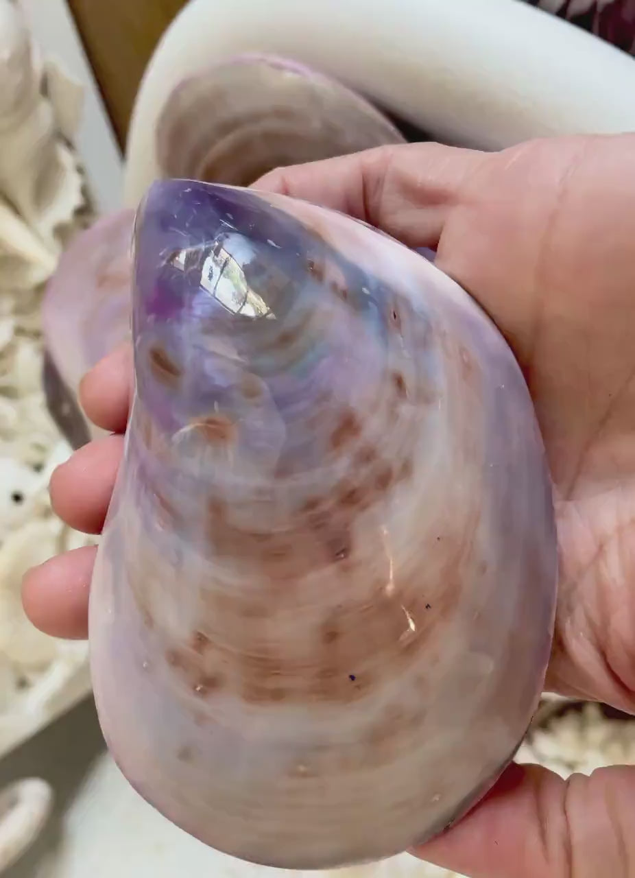 Purple Polished Oyster Pair LARGE 4-6", You Choose Size, Shell Seashell Coastal Crafts