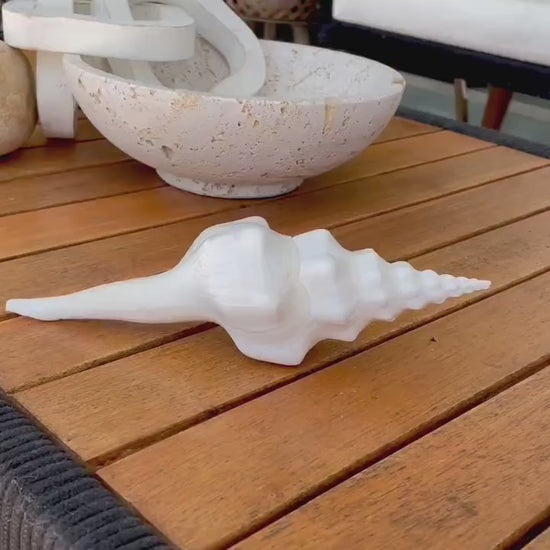 WAVY SPINDLE SHELLS 6-7" White Long Natural Display Conch Seashell Coastal Beach Décor