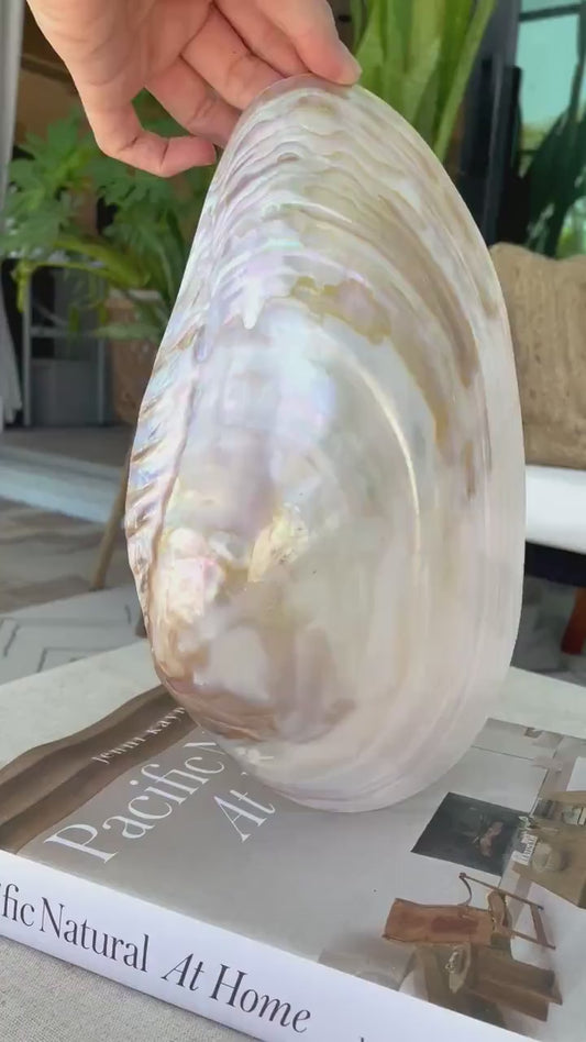 Giant Mussel Shell Half's *All Sizes* Polished Mother of Pearl Decorative Dish