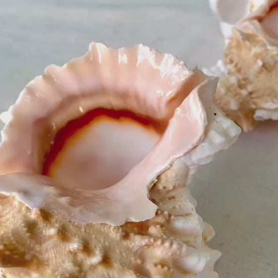 ORANGE MOUTH BURSA Frog Shell 3-4" Natural Colors Display Craft Seashell Coastal Décor