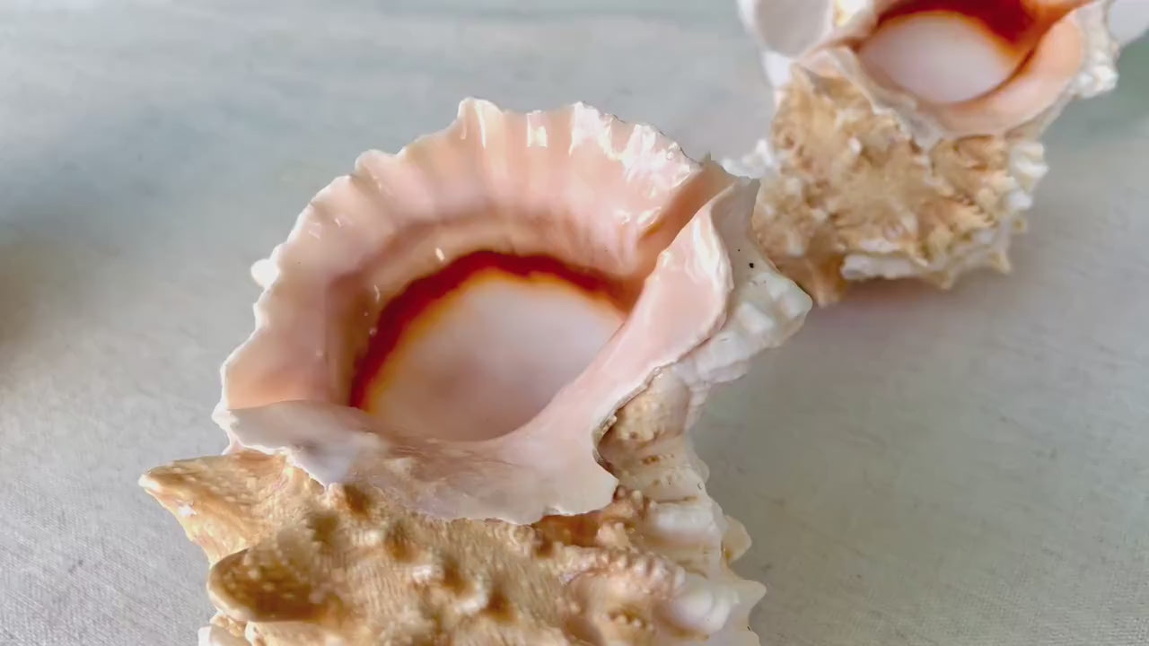 ORANGE MOUTH BURSA Frog Shell 3-4" Natural Colors Display Craft Seashell Coastal Décor