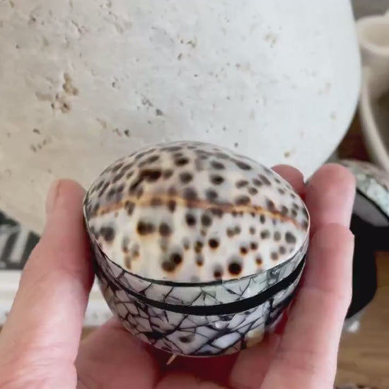 Tiger Cowry Coastal Seashell Gift Box Seashell Jewelry Trinket Dish Beach Décor Mother of Pearl Abalone Irredescent Bottom