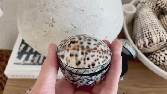 Tiger Cowry Coastal Seashell Gift Box Seashell Jewelry Trinket Dish Beach Décor Mother of Pearl Abalone Irredescent Bottom