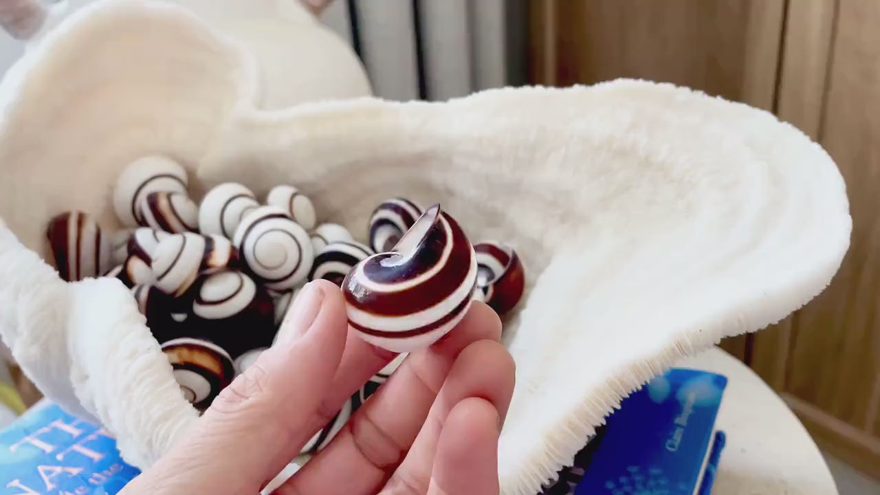STRIPED LAND SNAIL Shells *You Choose Quantity* Natural White W/ Brown Stripe 1.25" Small Craft Seashells  Helicostya Roissya Coastal Beach