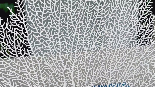 Natural Dried Real Sea Fans Painted WHITE 8-20" You Choose Size Ocean Reef Decoration Natural Beach Coastal Décor Display