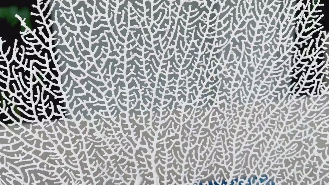 Natural Dried Real Sea Fans Painted WHITE 8-20" You Choose Size Ocean Reef Decoration Natural Beach Coastal Décor Display