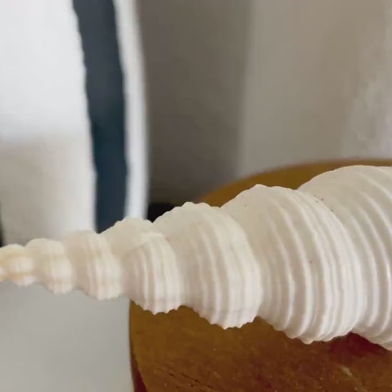 SPINDLE SHELLS WHITE *You Choose Size* Natural Conch Display Craft Seashells Coastal Décor Fusus Colus