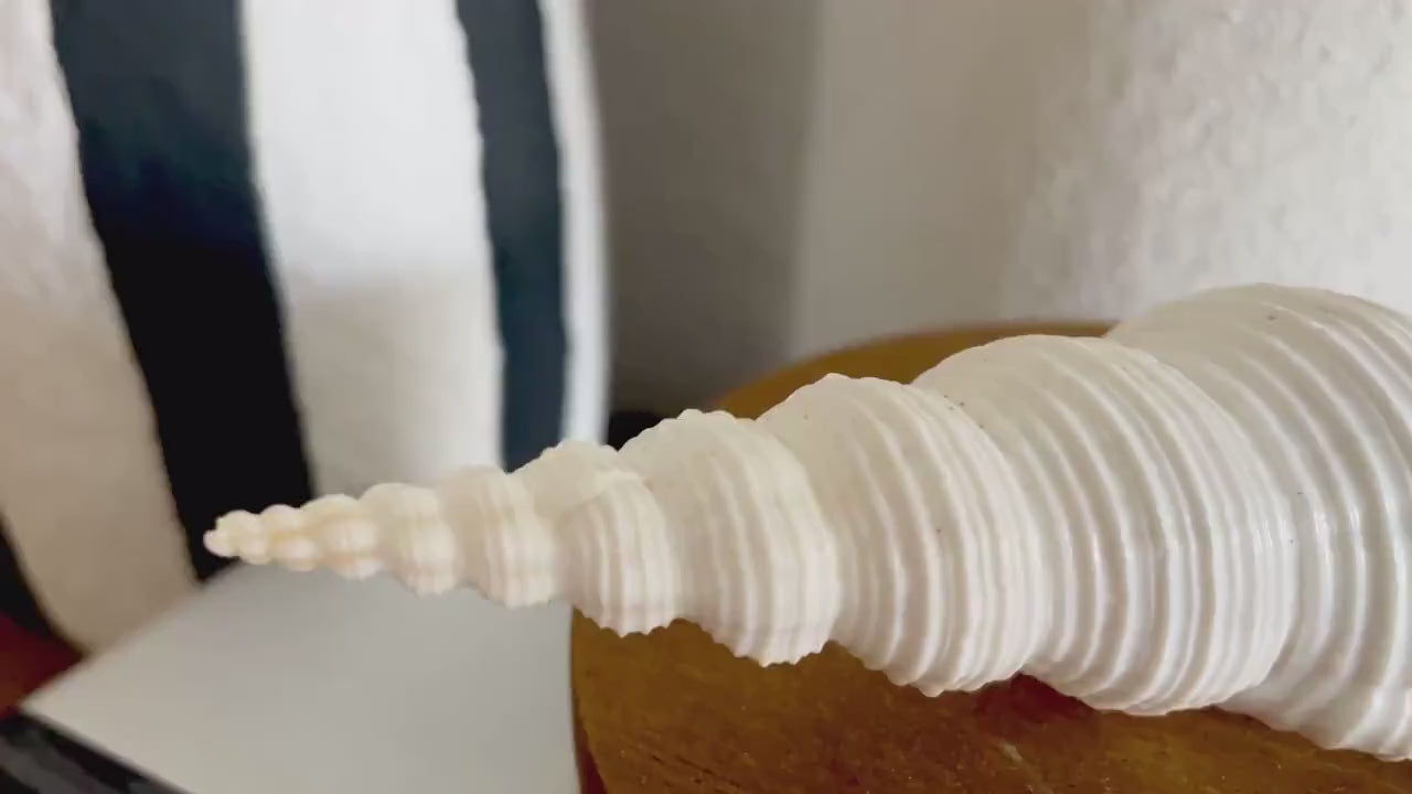 SPINDLE SHELLS WHITE *You Choose Size* Natural Conch Display Craft Seashells Coastal Décor Fusus Colus