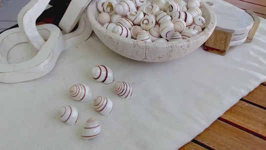 LAND SNAIL Shells *You Choose Quantity* 1.5" White Brown Striped Small Craft Seashells