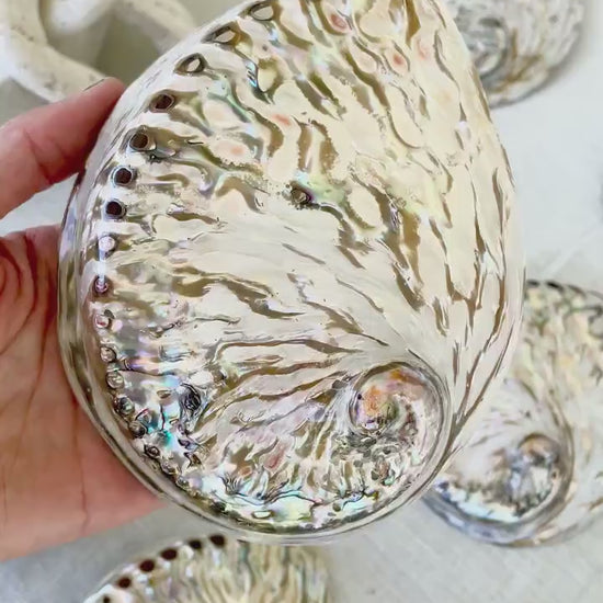 SILVER ABALONE SHELL Huge 6-6.5" X-Large High Gloss Polished Display Seashell Midas Iridescent Sage Dish