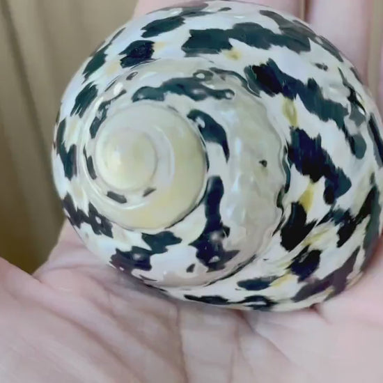 MAGPIE TURBO SHELLS 2.5-3" X-Large Naturally Polished Black White Display Hermit Crab Seashell