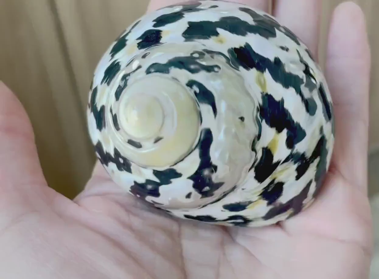 MAGPIE TURBO SHELLS 2.5-3" X-Large Naturally Polished Black White Display Hermit Crab Seashell